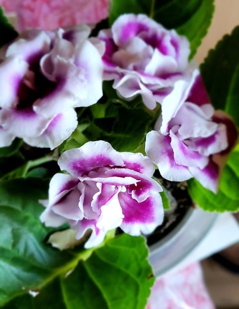 14.07.2024 - Gloxini 2012-2025