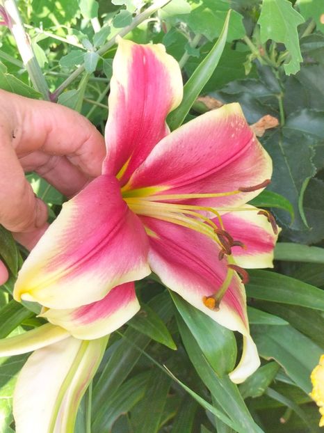 IMG20240708091426 - Iulie 2024