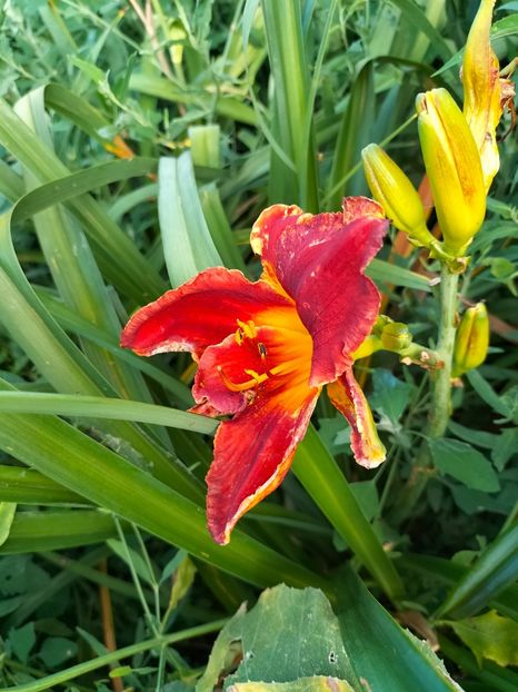 IMG20240704184744 - Iulie 2024