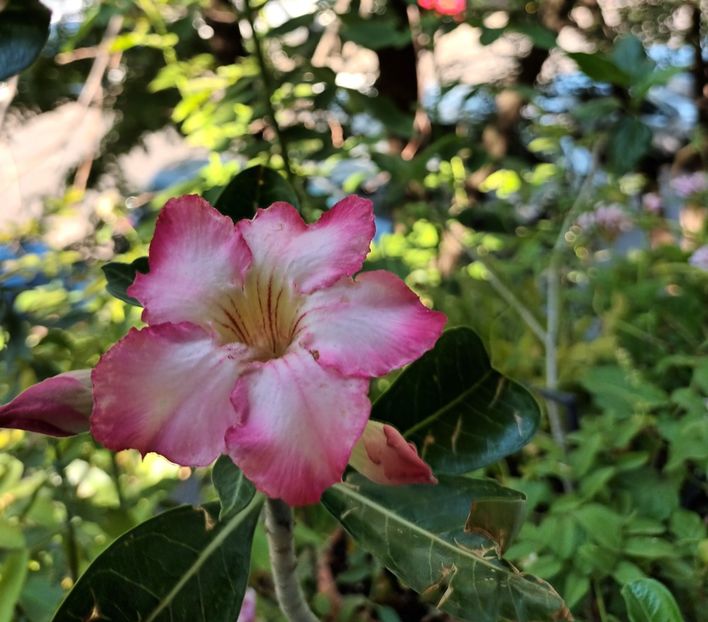  - Adenium sau trandafirul deșertului
