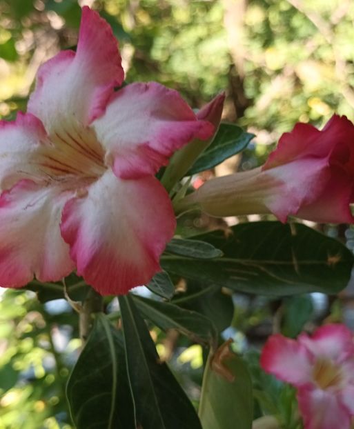  - Adenium sau trandafirul deșertului