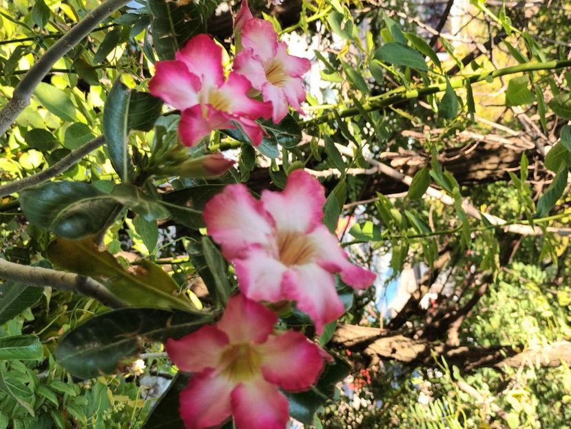  - Adenium sau trandafirul deșertului