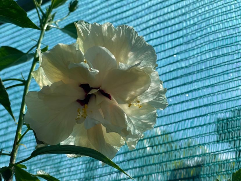  - 001 - Hibiscusi 2024 - 1