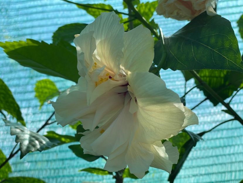  - 001 - Hibiscusi 2024 - 1