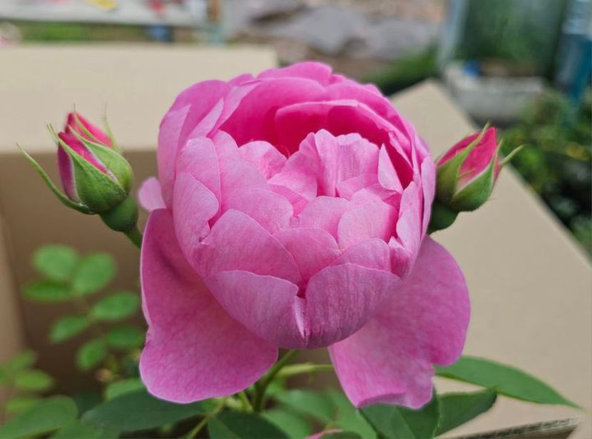 Royal Jubilee (tufa) 60 - Toamna 2025
