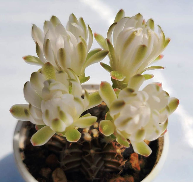 Gymnocalycium hb Avalanche2 - Gymnocalycium hb Avalanche