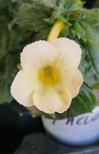 Icy Melon - Achimenes 2024