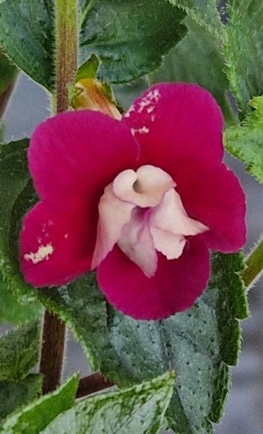 Last Dawn - Achimenes 2024