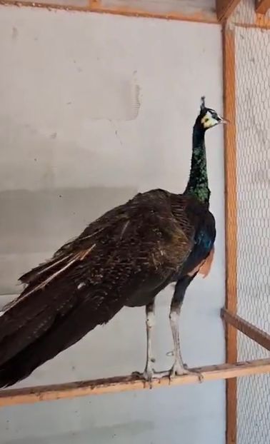 D027F6CE-B869-4AE3-A502-71688CBE0B4A - Pauni