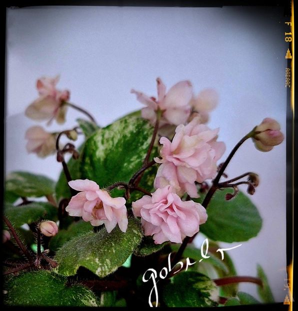  - Edees Rosebud Trail