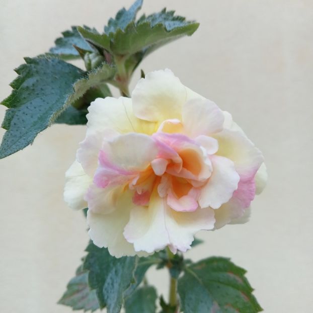 Giselle - - - 2024