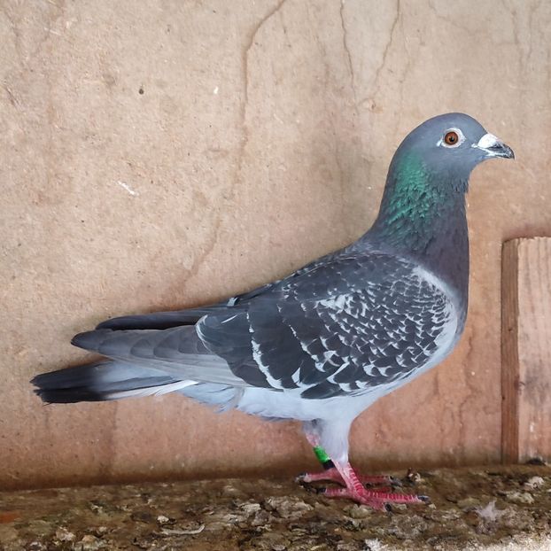 Mascul 23-724 - Stropit