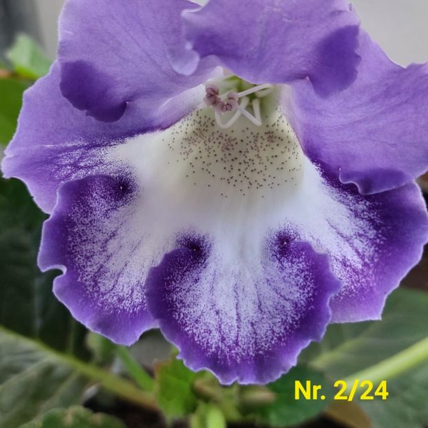 Img.2024.07.11 - Sinningia din semințe hibrizi Dna Dietze 2024