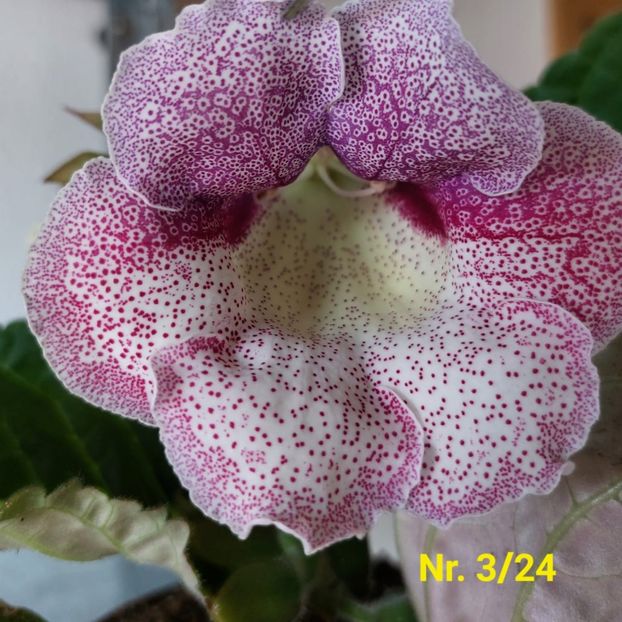 Img.2024.07.13 - Sinningia din semințe hibrizi Dna Dietze 2024