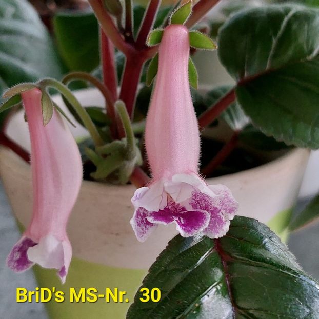 Img.2023.07.16 - Sinningia din semințe hibrizi Dna Dietze 2023