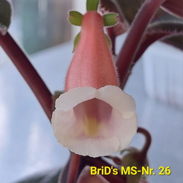 Img.2023.07.10 - Sinningia din semințe hibrizi Dna Dietze 2023