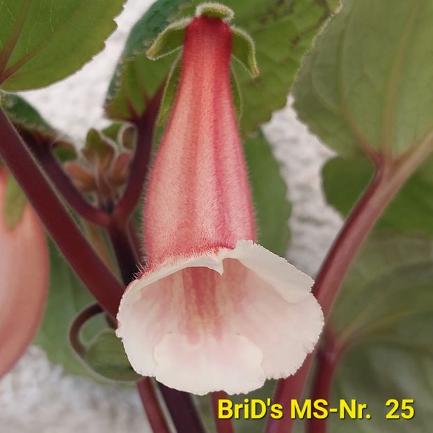 Img.2023.07.07 - Sinningia din semințe hibrizi Dna Dietze 2023