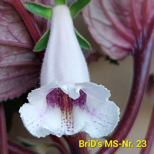 Img.2023.07.04 - Sinningia din semințe hibrizi Dna Dietze 2023