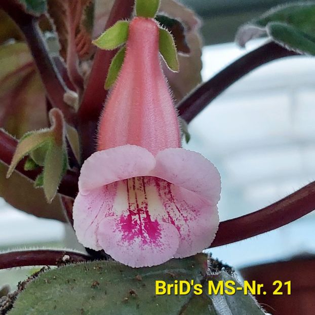 Img.2023.06.30 - Sinningia din semințe hibrizi Dna Dietze 2023