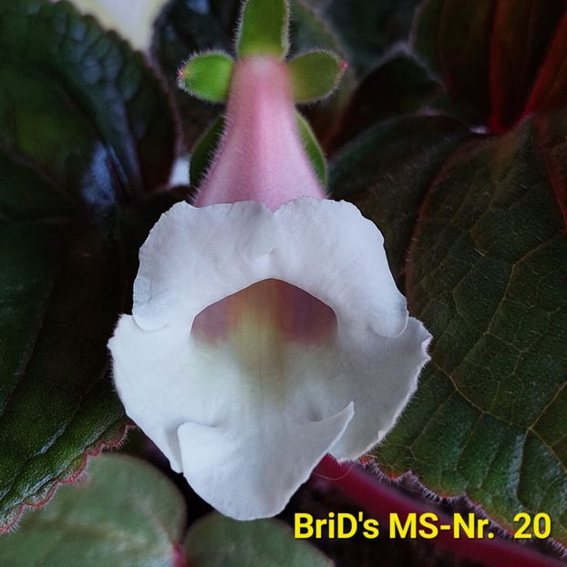 Img.2023.06.26 - Sinningia din semințe hibrizi Dna Dietze 2023