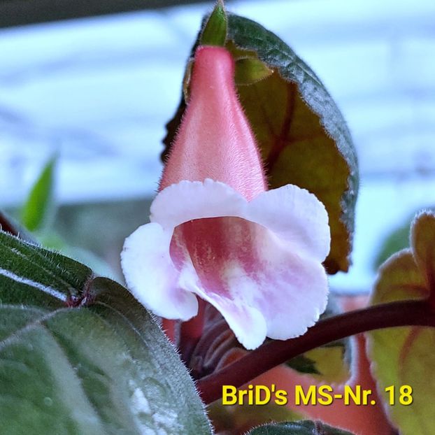 Img.2023.06.24 - Sinningia din semințe hibrizi Dna Dietze 2023