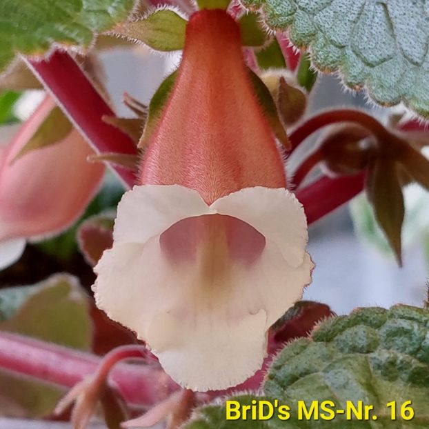 Img.2023.06.24 - Sinningia din semințe hibrizi Dna Dietze 2023