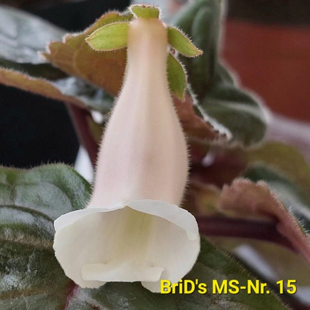 Img.2023.06.24 - Sinningia din semințe hibrizi Dna Dietze 2023