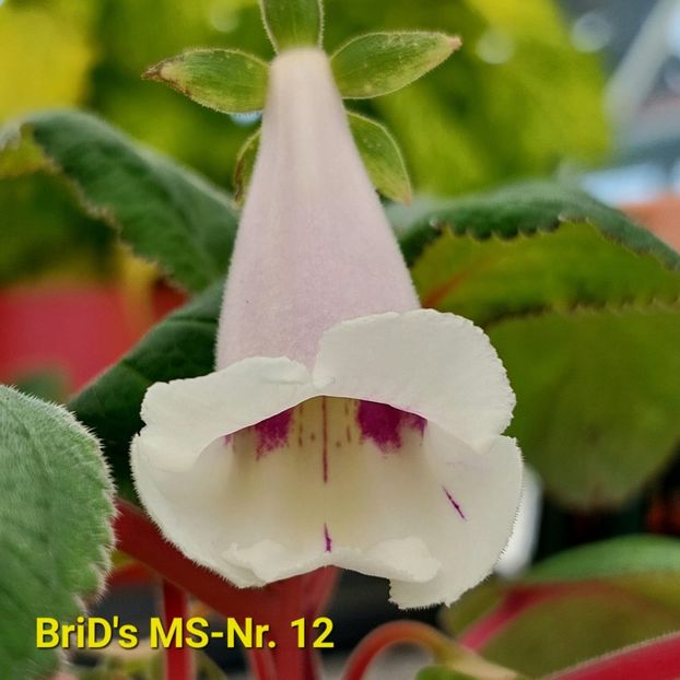 Img.2023.06.24 - Sinningia din semințe hibrizi Dna Dietze 2023