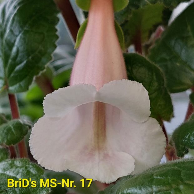 Img.2023.06.24 - Sinningia din semințe hibrizi Dna Dietze 2023