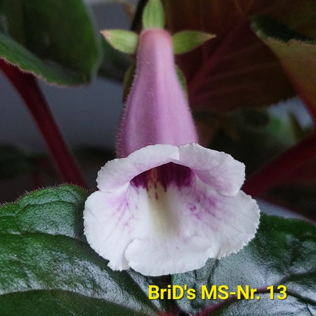 Img.2023.06.24 - Sinningia din semințe hibrizi Dna Dietze 2023