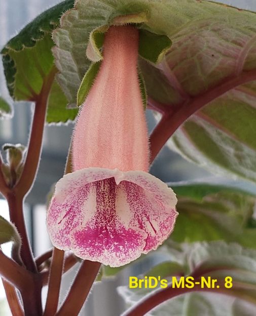 Img.2023.06.11 - Sinningia din semințe hibrizi Dna Dietze 2023