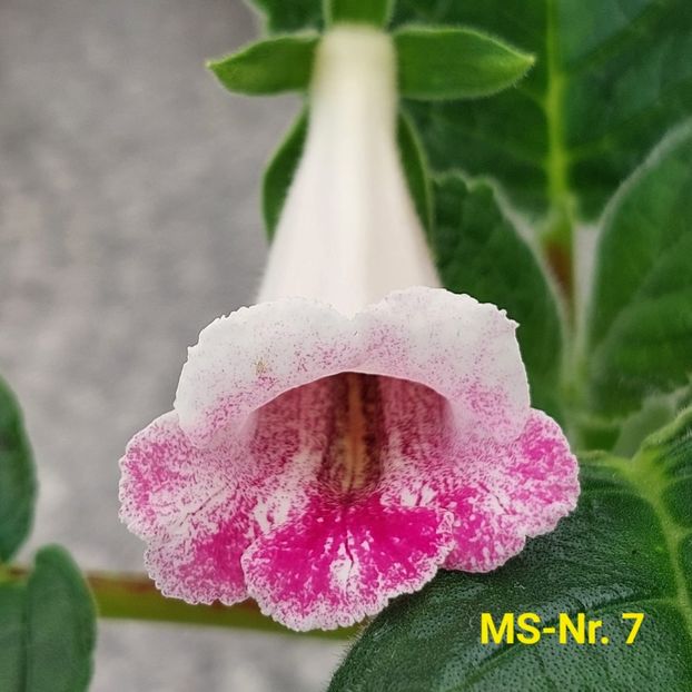 Img.2023.06.10 - Sinningia din semințe hibrizi Dna Dietze 2023