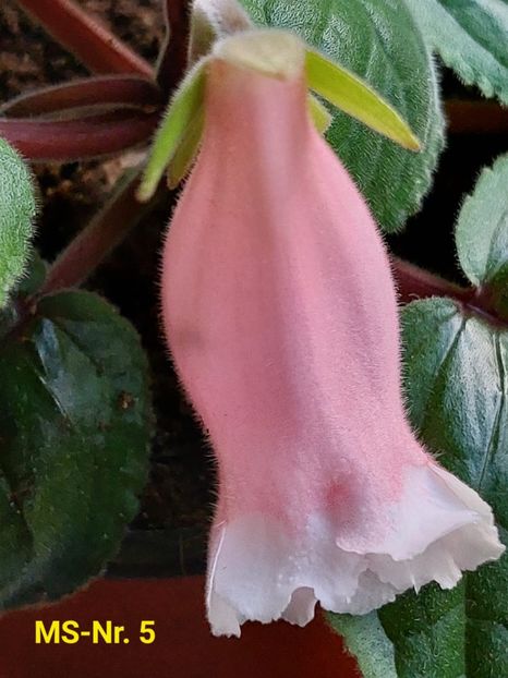 Img.2023.06.21 - Sinningia din semințe hibrizi Dna Dietze 2023