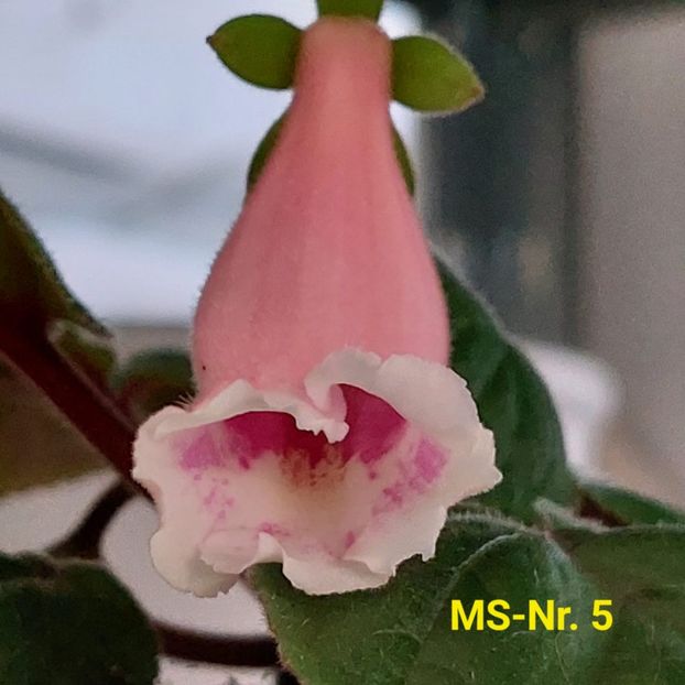 Img.2023.06.02 - Sinningia din semințe hibrizi Dna Dietze 2023