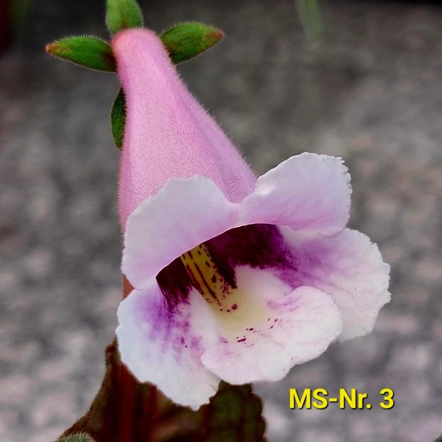 Img.2023.05.26 - Sinningia din semințe hibrizi Dna Dietze 2023