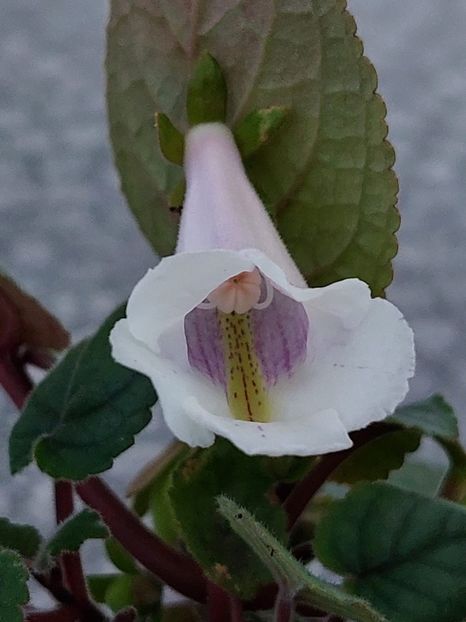 Img.2023.05.21 - Sinningia din semințe hibrizi Dna Dietze 2023