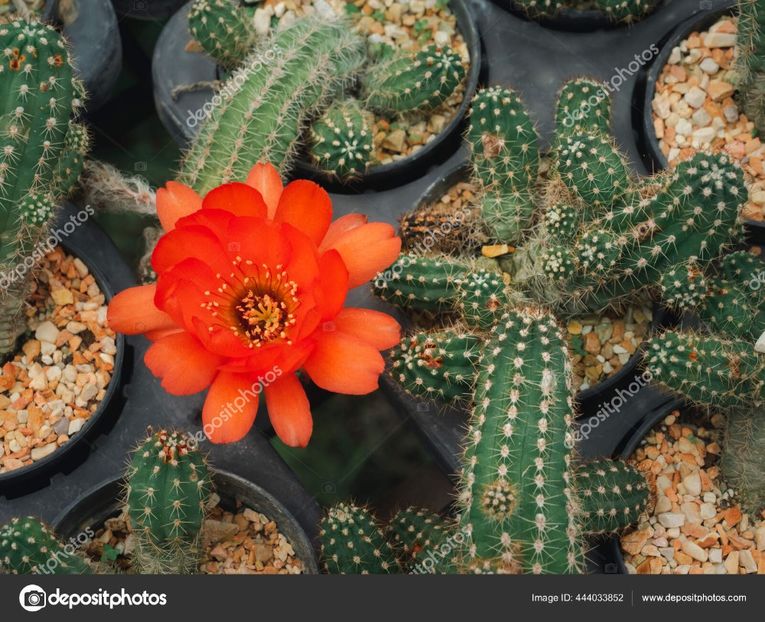 chamaecereus-silvestrii - Cactus Aluna sau Echinopsis chamaecereus