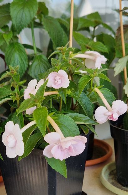  - Double Pink Rose p