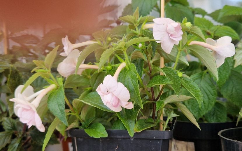  - Double Pink Rose p