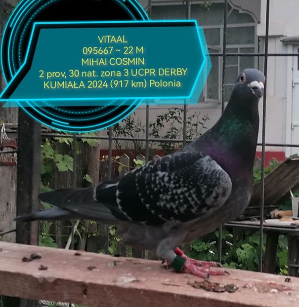  - Derby KUMIAŁA 917 KM POLONIA