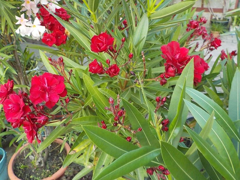  - hegies szirmus nr 63