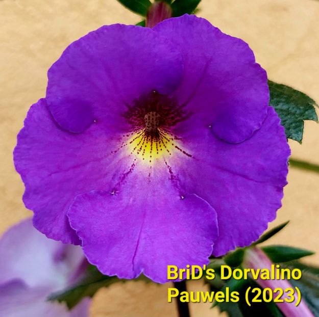 Img.2023.0616 - Achi din semințe BriDs 2024