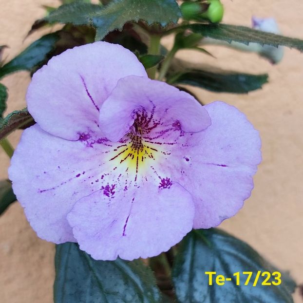 Img.2023.06.05 - Achi din semințe BriDs 2024