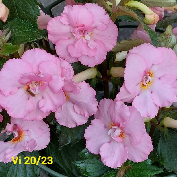 Img.2024.06.28 - Achi din semințe BriDs 2024