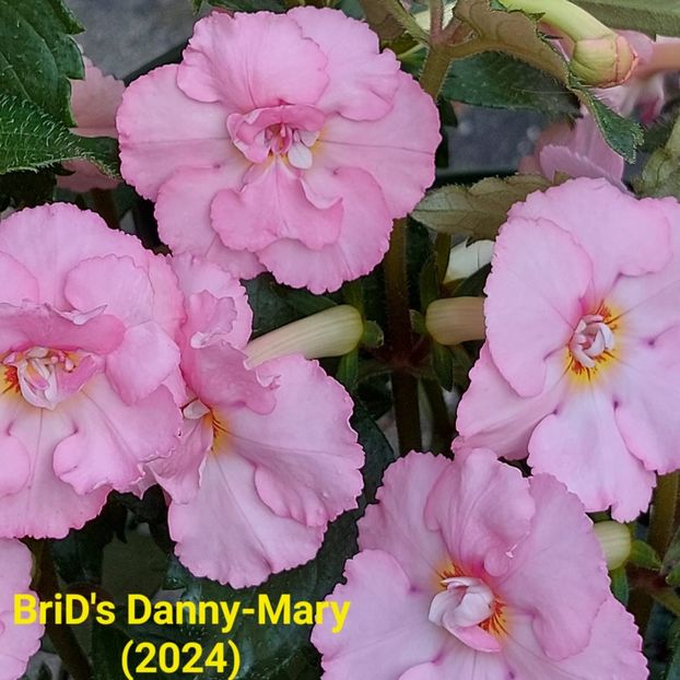 Img.2024.06.28 - Achi din semințe BriDs 2024