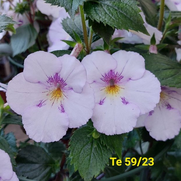 Img.2024.06.29 - Achi din semințe BriDs 2024