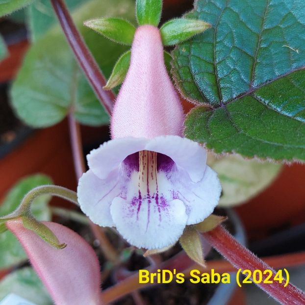 Img.2024.06.29 - Achi din semințe BriDs 2024