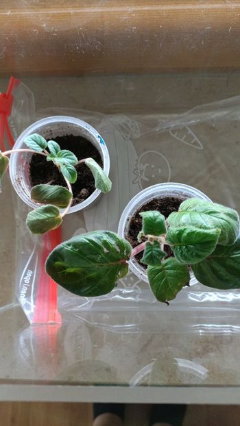 IMG-20240705-WA0002 - Achi din semințe BriDs 2024