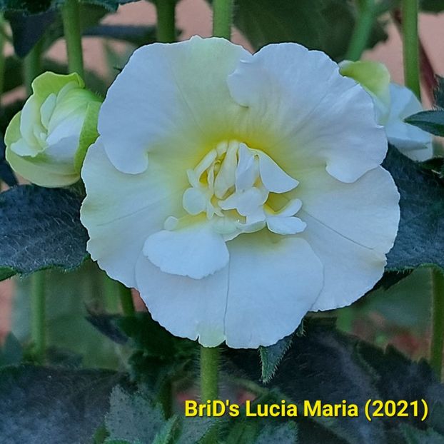 Img.2024.07.06 - Achi din semințe BriDs 2024