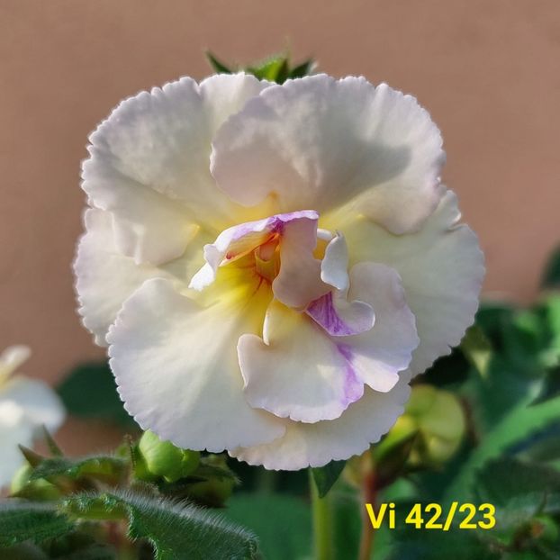 Img.2024.07.07 - Achi din semințe BriDs 2024